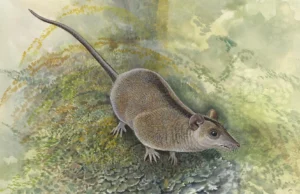 Cientistas acabam de descobrir um ramo perdido de marsupiais na Austrália