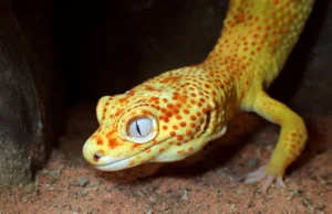 Esta lagartixa de estimação pode ajudar os cientistas a desvendar os segredos do câncer