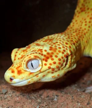 lemon-frost-gecko.webp