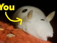 Passe um dia como um coelhinho do mar e nós lhe diremos em que oceano você está – BuzzFeed