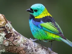 IA revela explosão explosiva na evolução das aves