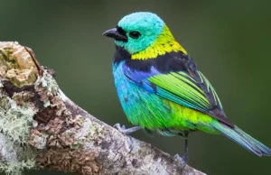 IA revela explosão explosiva na evolução das aves