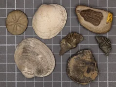 Os cientistas finalmente resolveram o mistério da maior extinção em massa do mundo