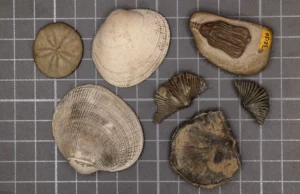 Os cientistas finalmente resolveram o mistério da maior extinção em massa do mundo