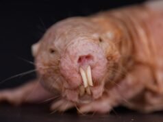 Os ratos-toupeira nus ficaram ainda mais malucos; Acontece que a rainha mantém sua colônia estéril através do cheiro: Alerta Científico
