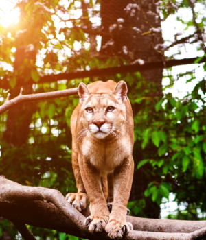 mountain-lions.png