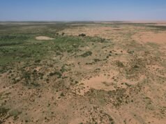 A Grande Muralha Verde da China tem 66 mil milhões de árvores plantadas – e elas parecem estar a crescer mais rapidamente do que as florestas naturais