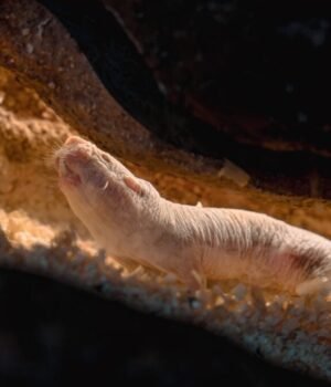 naked-mole-rat-1200x675.jpg
