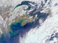 O oceano produz cerca de metade do oxigênio que os humanos respiram – nem a Amazônia, nem as florestas – por meio de organismos microscópicos chamados fitoplâncton, dos quais a maioria das pessoas nunca ouviu falar.