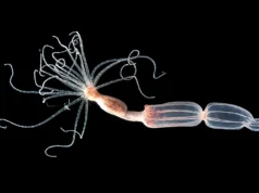 Os cientistas descobriram uma maneira completamente diferente de combater o vírus