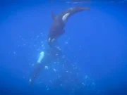 Orcas filmadas quebrando peixes-lua gigantes em milhares de pedaços