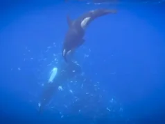 Orcas rasgaram o peixe-lua gigante em milhares de pedaços