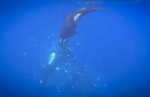 Orcas rasgaram o peixe-lua gigante em milhares de pedaços