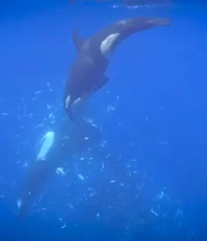 orcas-ramming-fish.webp