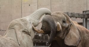 Quando os elefantes brincam, eles copiam rapidamente os movimentos da tromba e da cabeça uns dos outros – uma forma de mimetismo físico semelhante ao riso contagiante e ao riso visto nos humanos.