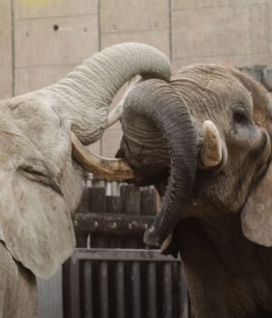pexels-elephant-play-mimicry.jpg