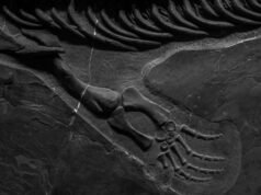 A maioria dos fósseis de dinossauros apresenta ossos. Este, um jovem herbívoro do nordeste da China, preservou células individuais da pele dentro de pontas ocas semelhantes a porcos-espinhos – uma estrutura de pele que existiu por 125 milhões de anos sem que ninguém soubesse que era possível.