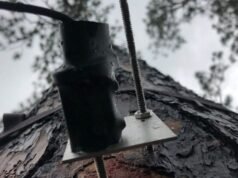 As árvores podem não retardar as mudanças climáticas tanto quanto os cientistas pensavam