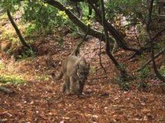 O leão da montanha foi transferido para uma pequena reserva na Califórnia. O que aconteceu a seguir surpreendeu os cientistas