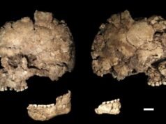 Este fóssil pode ser o primeiro caso conhecido de esfaqueamento facial na história da humanidade