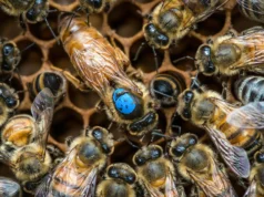 Cientistas descobrem interruptores cerebrais ocultos que determinam as ações das abelhas