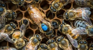 Cientistas descobrem interruptores cerebrais ocultos que determinam as ações das abelhas