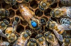 Cientistas descobrem interruptores cerebrais ocultos que determinam as ações das abelhas