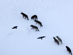 Os cientistas pensavam que os corvos seguiam os lobos em busca de comida. Eles estavam errados. O corvo os profetiza