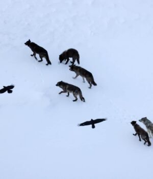 ravens-wolves.jpg