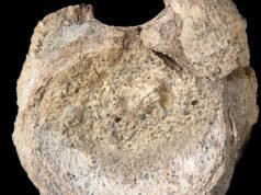 Um raro fóssil de dinossauro da Antártica foi encontrado escondido em uma gaveta