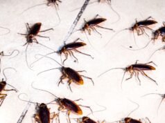 As baratas têm uma ‘memória coletiva’ que emerge de suas redes sociais: ScienceAlert