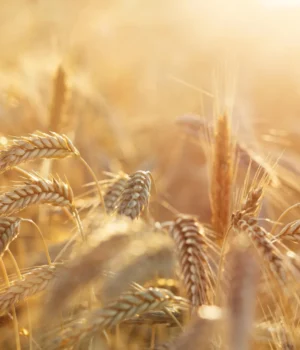rye-farm-field-sunshine.webp