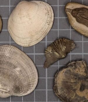 shells-and-marine-fossils-1200x675.jpg