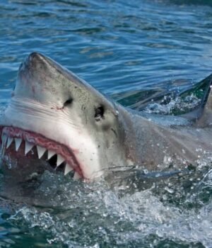 shutterstock-390021130-huge-licensed-scaled.jpg