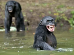 A risada do grande macaco revela uma fonte oculta da fala humana