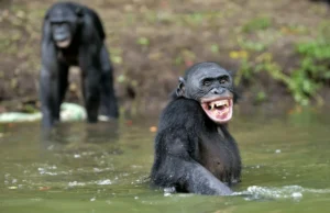 A risada do grande macaco revela uma fonte oculta da fala humana