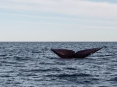 Um investigador da Universidade de Washington publicou uma descoberta em 2025 que o fará parar de pensar: as baleias azuis cantam numa frequência tão profunda que as orcas, os seus únicos predadores naturais, não conseguem ouvi-las – os seus cantos são invisíveis aos ouvidos das orcas a um quilómetro de distância.