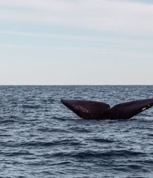 spacedaily_blue_whale_orca_hearing_pexels.jpg