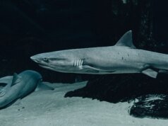 Os tubarões têm cerca de 450 milhões de anos – mais velhos que as árvores, mais velhos que as florestas, mais velhos que a primeira folha larga. Quando apareceram pela primeira vez, a vida na terra ainda era em sua maioria baixa, simples esteiras de plantas primitivas, e ainda não tinham aprendido nada sobre como crescer nas florestas.