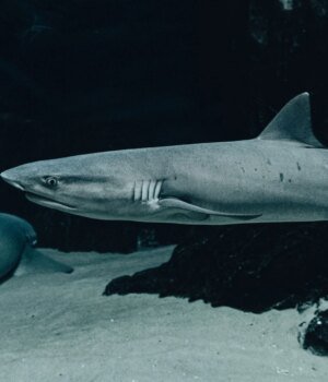 spacedaily_sharks_older_than_forests_pexels.jpg