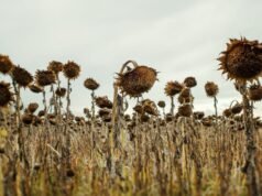 Cientistas calculam quando as últimas plantas da Terra morrerão: alerta científico