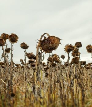 sunflowers-1200-x-675-px.jpg