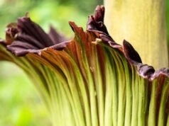 Cientistas estudam as plantas com flores do mundo e emitem um alerta severo à humanidade: Alerta Científico