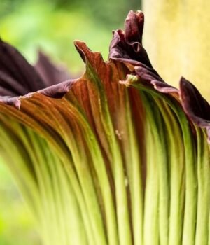 titan-arum.jpg