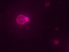 Cientistas dizem ter criado uma célula do zero pela primeira vez
