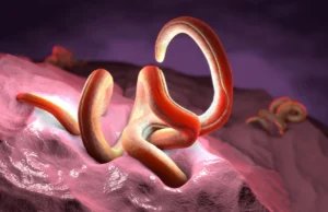 Os cientistas descobriram que um nutriente não pode sobreviver sem parasitas benéficos