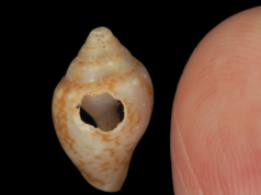Neandertais e humanos modernos podem ter compartilhado cultura há 59 mil anos na Turquia, segundo estudo