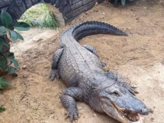 Menino de 3 anos volta para casa do hospital após sete operações, depois de ser jogado a 4,5 metros de altura em uma cova de crocodilo por um homem deficiente