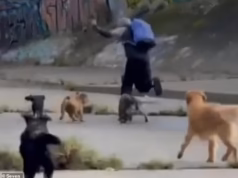 O menino, de 13 anos, foi preso depois que uma matilha de cães perseguiu o estranho, que supostamente tentou agredir sexualmente duas mulheres.