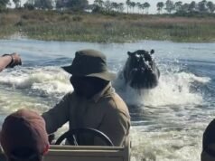 Momento incrível em que um hipopótamo persegue turistas pela água e pega seu barco em alta velocidade